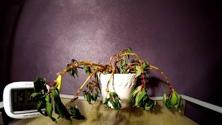 Timelapse Plant resurrected by water [upl. by Celka]