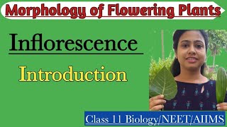 InflorescenceIntroduction Racemose amp Cymose Inflorescence Morphology of Flowering PlantsClass 11 [upl. by Neibaf]