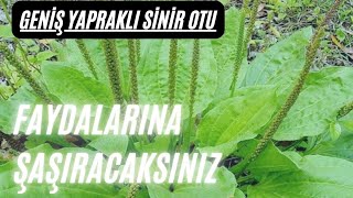 Sinir otu Sinir otunun faydaları Plantago major Sinir otu nasıl kullanılır Sinirli ot Damar otu [upl. by Kitty]