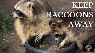 How To Keep Raccoons Away From Your Campsite amp Food With These Easy Tricks [upl. by Sum]