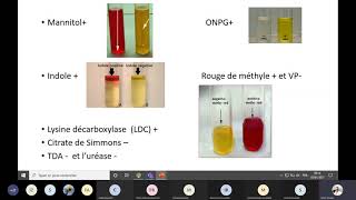 Les enterobactéries1 [upl. by Nuhsed]