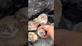 Release the Owls Ozzy Man Quickies [upl. by Lumbye]