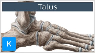 Talus Bone Anatomy and Innervation  Human Anatomy  Kenhub [upl. by Urien]