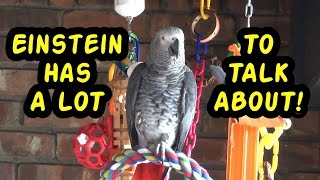 Einstein the Talking Texan Parrot has a lot to talk about [upl. by Chrisy]