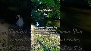 222 Angel Number 💯😇🦋💫 angels psychic angelnumber manifestation spiritual numerology [upl. by Haimarej810]