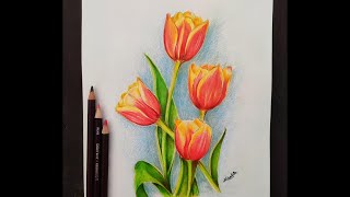 Easy Tulip Flower For Beginner  Using Colour Pencils [upl. by Nwahsear]