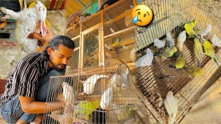 Budgies Colony Se Bache Nikal😥 Budgies Ne Bacho Ko Mar Dia😥 [upl. by Aivad]