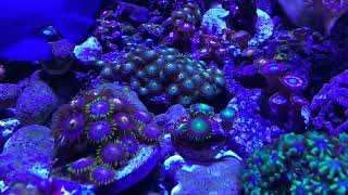 🪴My Zoanthid Garden🪴 [upl. by Qerat]