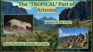 The TROPICAL Part of Arizona [upl. by Sandie]