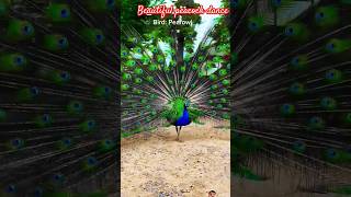 Peafowl birds soundCallpeacock birdsamazing naturepeacocksbeautifuldance cuteshorts [upl. by Friedly118]