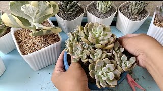 succulent cloe variegated undulata amabile and roman repotting session [upl. by Saalocin]