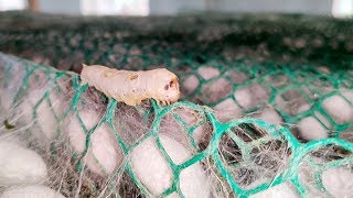 How Its Made quotSILKquot  Harvesting Silk From Silkworm  Costliest Silk Worm Cocoon Farming In India [upl. by Nuhsyar424]