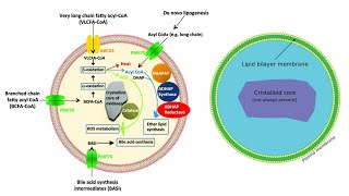 Peroxisome Definition Structure Biogenesis Enzymes Functions [upl. by Tawnya]