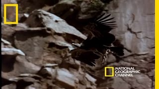 Savanna Vulture  National Geographic [upl. by Royal360]