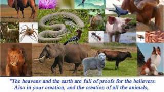 Animals Mentioned in the Quran [upl. by Ahsie133]