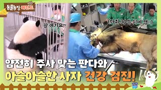 TV 동물농장 레전드 🐼얌전히 주사 맞는 판다와 🦁아슬아슬한 사자 건강검진 🩺💉TV동물농장 AnimalFarm SBSstory [upl. by Diego]