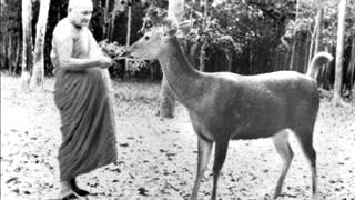 Ajahn Chah  Clarity Of Insight [upl. by Afas859]