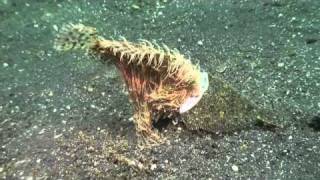 Crazy big mouth Frogfish tries to eat Flounder [upl. by Dehnel62]