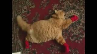 Its Always Sunny In Philadelphia  Kitten Mittens  With Extra Footage [upl. by Penthea]