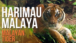 Harimau Terancam di Malaysia Critically Endangered Malayan Tiger [upl. by Jacobba]