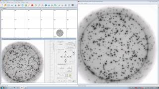 ELISpot Tutorial  How to Count Spots Using an AID ELISpot Reader [upl. by Standing481]