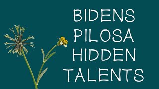 Bidens pilosa  Hidden Talents [upl. by Nylednarb]