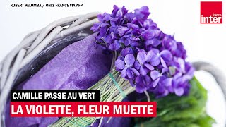 La violette fleur muette [upl. by Edwina]