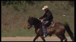 Handling the Emotional Horse  Under Saddle [upl. by Upali]