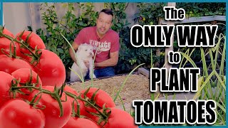 How to PLANT TOMATOES the Best Way 🌱🌱🍅🍅 [upl. by Daron173]