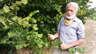 How to grow and harvest hazelnuts filberts at home successfully [upl. by Eelynnhoj850]