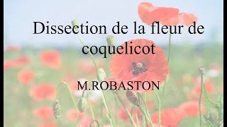 6ème dissection fleur de coquelicot [upl. by Yenahteb]