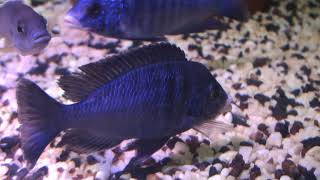 Placidochromis phenochilus mdoka white lips [upl. by Anjali163]