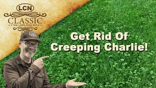 How To Get Rid Of Creeping Charlie Ground Ivy In Lawn Part 1 [upl. by Niroht]