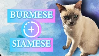 Meet the Tonkinese Cat Breed [upl. by Oicnerolf649]