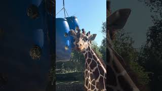 A giraffe eats like this youtube shortsviral enjoyeverydayoflife giraffe [upl. by Nho]