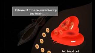 Life cycle of Plasmodium Meritnationcom [upl. by Aehs]