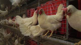 Cage Free Egg Production Systems for hens Free Range Egg Farm  Baltika2 [upl. by Akiemaj]