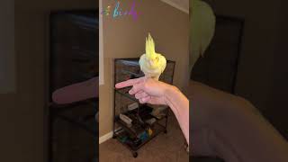 how to choose a cockatiel cockatiel birds pets parrot lovebirds [upl. by Thorvald]