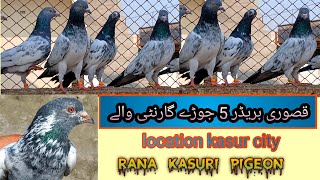 Kasuri breder 5 jory Rana kasuri pigeon 03216594731whats [upl. by Durning]