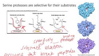 Enzymes Serine Proteases Dr Terrell [upl. by Studner]