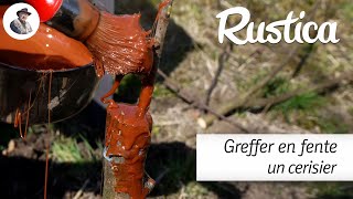 Greffer un cerisier en fente [upl. by Woodhead]