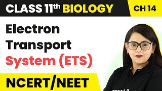 Class 11 Biology Chapter 14  Electron Transport System ETS  Respiration in Plants [upl. by Needan]