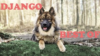 Eurasier Dog  Best of Django [upl. by Adiaroz496]