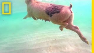 Swimming Pigs Rule This Tropical Island  National Geographic [upl. by Ardnajela]