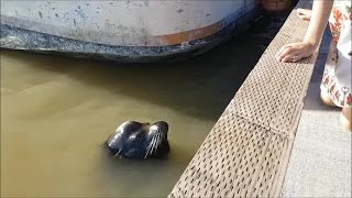 VIDEO Sea lion grabs girl and pulls her into water [upl. by Annabell]