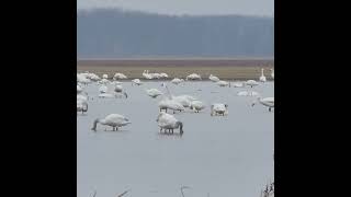 Tundra Swan Calls [upl. by Ced]