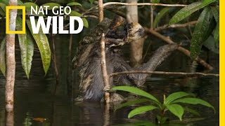 Swimming with Sloths  Amazon Underworld [upl. by Nehttam]