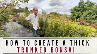 Creating A Thick Trunked Bonsai [upl. by Terle33]