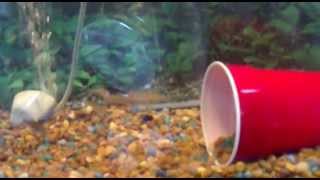 how to breed minnows the cheap way [upl. by Junette]