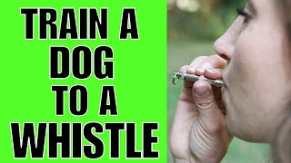 How To TRAIN A Dog To A Whistle EASY [upl. by Oicafinob]